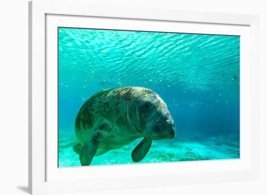 Manatee Swimming in Clear Water in Crystal River, Florida-James White-Framed Photographic Print