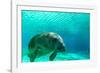 Manatee Swimming in Clear Water in Crystal River, Florida-James White-Framed Photographic Print