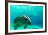 Manatee Swimming in Clear Water in Crystal River, Florida-James White-Framed Photographic Print