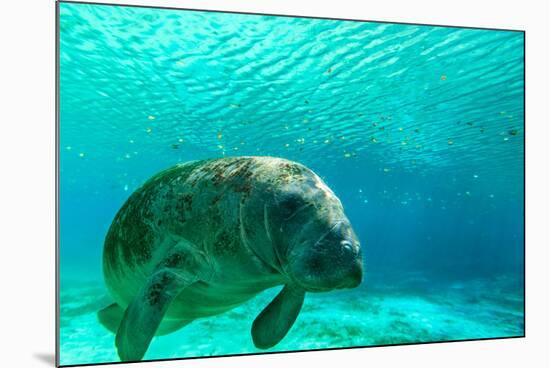 Manatee Swimming in Clear Water in Crystal River, Florida-James White-Mounted Photographic Print