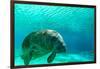 Manatee Swimming in Clear Water in Crystal River, Florida-James White-Framed Photographic Print