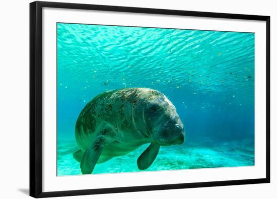 Manatee Swimming in Clear Water in Crystal River, Florida-James White-Framed Premium Photographic Print