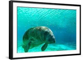 Manatee Swimming in Clear Water in Crystal River, Florida-James White-Framed Premium Photographic Print