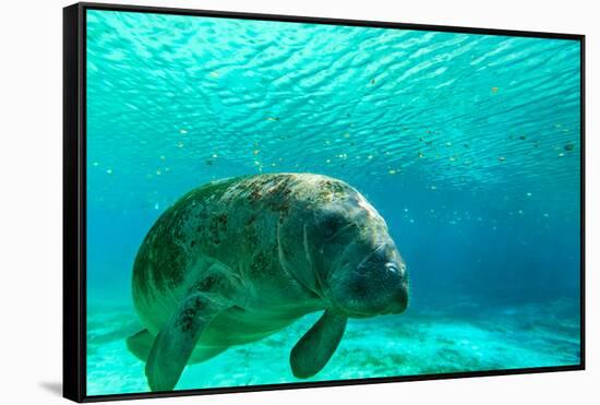 Manatee Swimming in Clear Water in Crystal River, Florida-James White-Framed Stretched Canvas