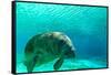 Manatee Swimming in Clear Water in Crystal River, Florida-James White-Framed Stretched Canvas