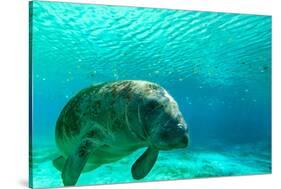 Manatee Swimming in Clear Water in Crystal River, Florida-James White-Stretched Canvas