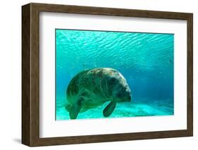 Manatee Swimming in Clear Water in Crystal River, Florida-James White-Framed Photographic Print