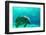 Manatee Swimming in Clear Water in Crystal River, Florida-James White-Framed Photographic Print