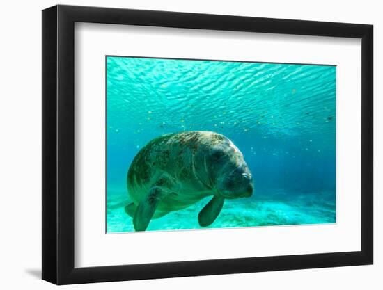 Manatee Swimming in Clear Water in Crystal River, Florida-James White-Framed Photographic Print