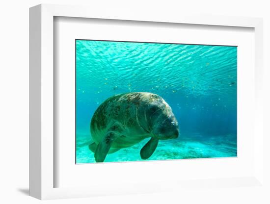 Manatee Swimming in Clear Water in Crystal River, Florida-James White-Framed Photographic Print