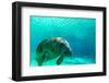 Manatee Swimming in Clear Water in Crystal River, Florida-James White-Framed Premium Photographic Print