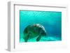 Manatee Swimming in Clear Water in Crystal River, Florida-James White-Framed Premium Photographic Print