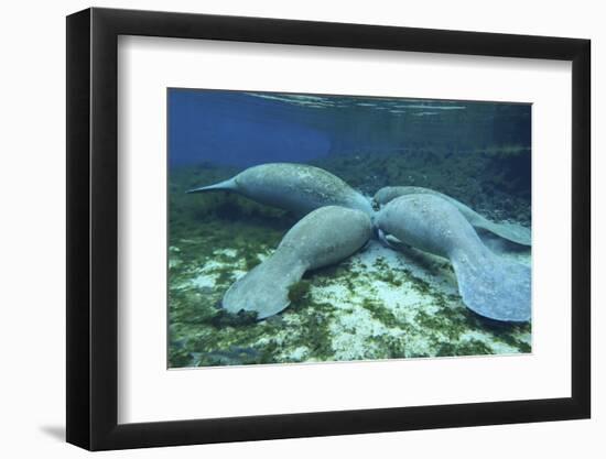 Manatees Congregate to Feed on Algae at Fanning Springs State Park, Florida-Stocktrek Images-Framed Premium Photographic Print