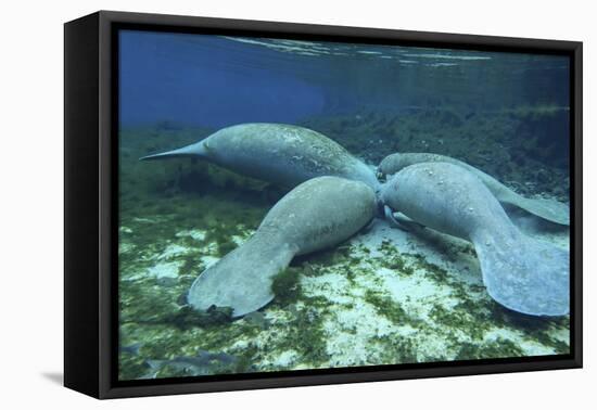 Manatees Congregate to Feed on Algae at Fanning Springs State Park, Florida-Stocktrek Images-Framed Stretched Canvas