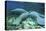 Manatees Congregate to Feed on Algae at Fanning Springs State Park, Florida-Stocktrek Images-Stretched Canvas