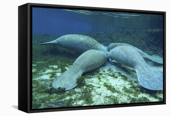 Manatees Congregate to Feed on Algae at Fanning Springs State Park, Florida-Stocktrek Images-Framed Stretched Canvas