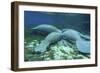 Manatees Congregate to Feed on Algae at Fanning Springs State Park, Florida-Stocktrek Images-Framed Photographic Print