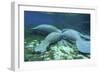 Manatees Congregate to Feed on Algae at Fanning Springs State Park, Florida-Stocktrek Images-Framed Photographic Print