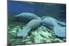 Manatees Congregate to Feed on Algae at Fanning Springs State Park, Florida-Stocktrek Images-Mounted Photographic Print