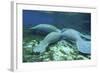 Manatees Congregate to Feed on Algae at Fanning Springs State Park, Florida-Stocktrek Images-Framed Photographic Print