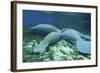 Manatees Congregate to Feed on Algae at Fanning Springs State Park, Florida-Stocktrek Images-Framed Photographic Print