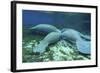 Manatees Congregate to Feed on Algae at Fanning Springs State Park, Florida-Stocktrek Images-Framed Photographic Print