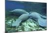 Manatees Congregate to Feed on Algae at Fanning Springs State Park, Florida-Stocktrek Images-Mounted Photographic Print