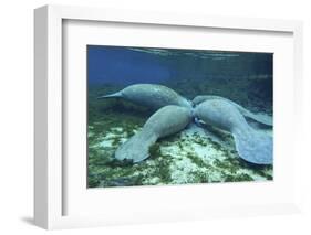 Manatees Congregate to Feed on Algae at Fanning Springs State Park, Florida-Stocktrek Images-Framed Photographic Print