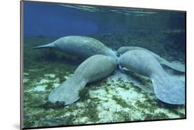 Manatees Congregate to Feed on Algae at Fanning Springs State Park, Florida-Stocktrek Images-Mounted Photographic Print