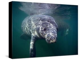 Manatees, Crystal River NW Refuge, FL-Frank Staub-Stretched Canvas