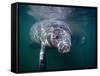 Manatees, Crystal River NW Refuge, FL-Frank Staub-Framed Stretched Canvas