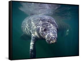 Manatees, Crystal River NW Refuge, FL-Frank Staub-Framed Stretched Canvas