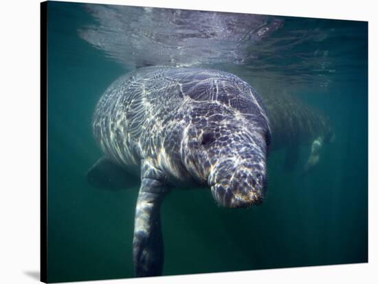 Manatees, Crystal River NW Refuge, FL-Frank Staub-Stretched Canvas