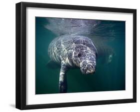 Manatees, Crystal River NW Refuge, FL-Frank Staub-Framed Premium Photographic Print