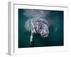 Manatees, Crystal River NW Refuge, FL-Frank Staub-Framed Premium Photographic Print