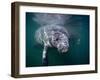 Manatees, Crystal River NW Refuge, FL-Frank Staub-Framed Photographic Print