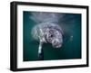 Manatees, Crystal River NW Refuge, FL-Frank Staub-Framed Photographic Print