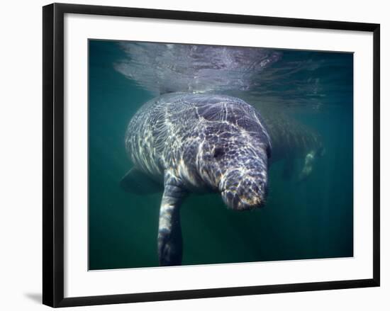 Manatees, Crystal River NW Refuge, FL-Frank Staub-Framed Photographic Print