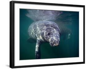 Manatees, Crystal River NW Refuge, FL-Frank Staub-Framed Photographic Print