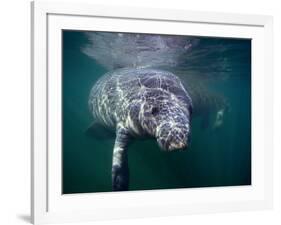 Manatees, Crystal River NW Refuge, FL-Frank Staub-Framed Photographic Print