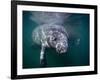 Manatees, Crystal River NW Refuge, FL-Frank Staub-Framed Photographic Print