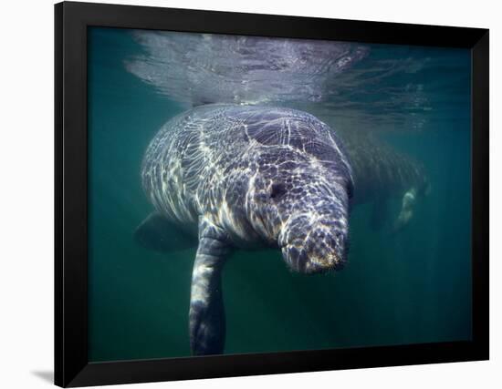 Manatees, Crystal River NW Refuge, FL-Frank Staub-Framed Photographic Print