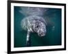 Manatees, Crystal River NW Refuge, FL-Frank Staub-Framed Photographic Print