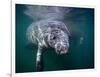 Manatees, Crystal River NW Refuge, FL-Frank Staub-Framed Photographic Print