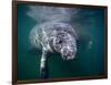 Manatees, Crystal River NW Refuge, FL-Frank Staub-Framed Photographic Print