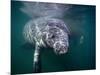 Manatees, Crystal River NW Refuge, FL-Frank Staub-Mounted Photographic Print