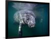 Manatees, Crystal River NW Refuge, FL-Frank Staub-Framed Photographic Print