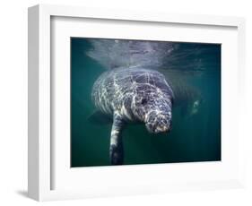 Manatees, Crystal River NW Refuge, FL-Frank Staub-Framed Photographic Print