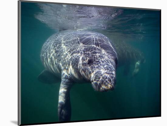 Manatees, Crystal River NW Refuge, FL-Frank Staub-Mounted Photographic Print