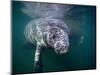 Manatees, Crystal River NW Refuge, FL-Frank Staub-Mounted Photographic Print